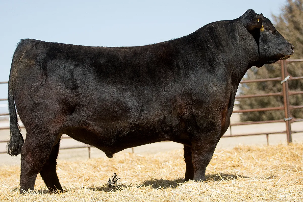 Poss Deadwood Black Angus bull