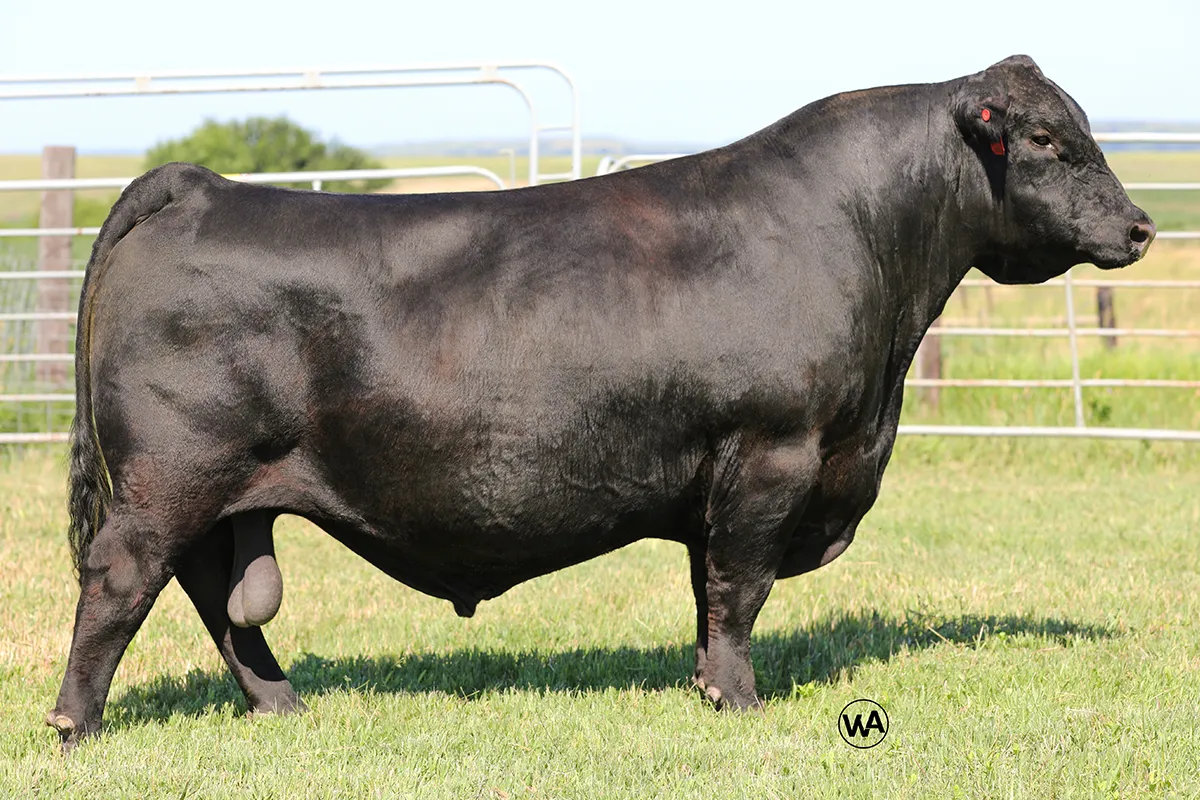 Poss Rawhide 551AN01647 Black Angus bull