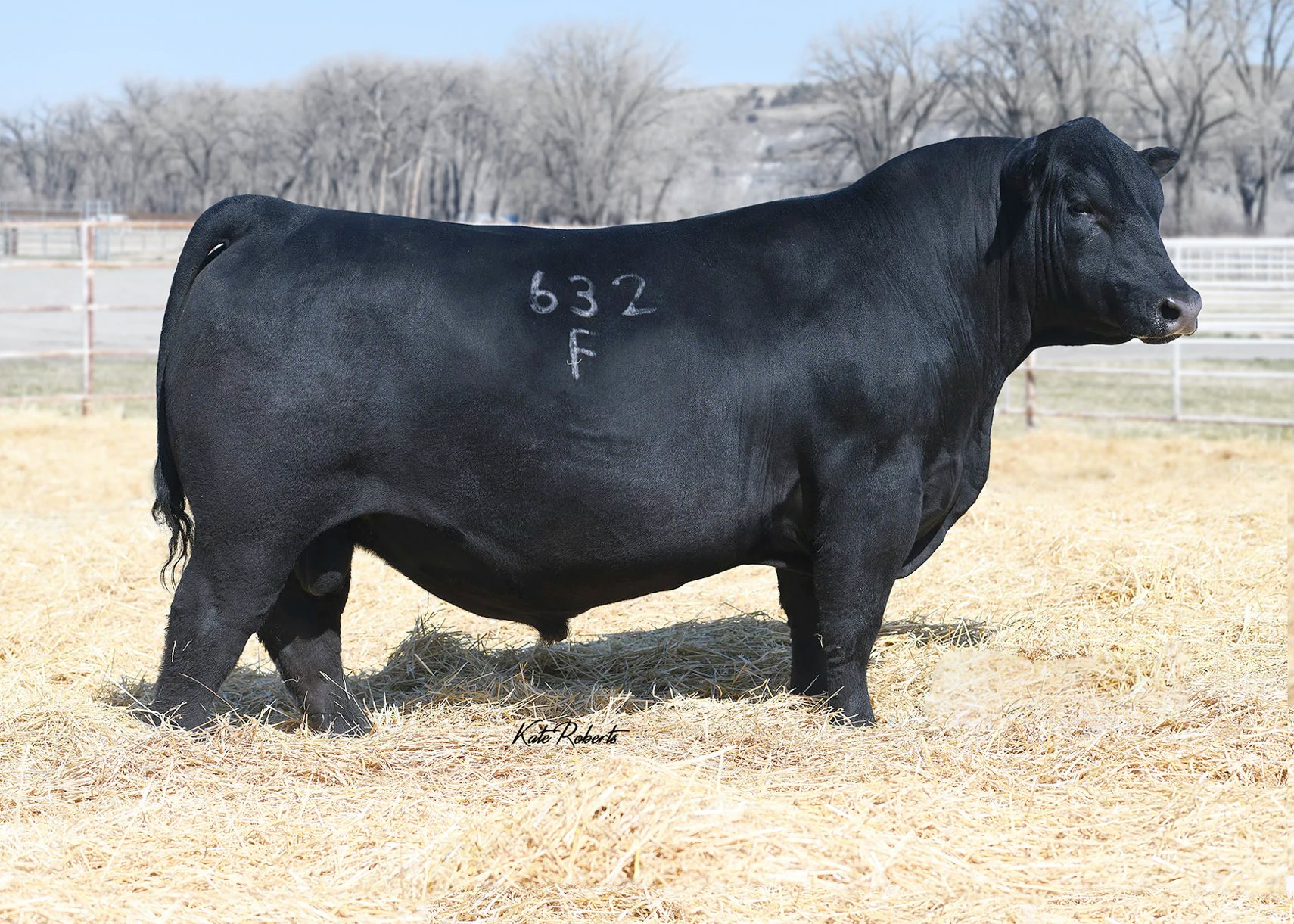 Sitz Barricade 632F Black Angus bull