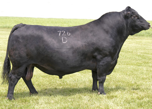 Sitz Stellar 726D 29AN2025 Black Angus bull