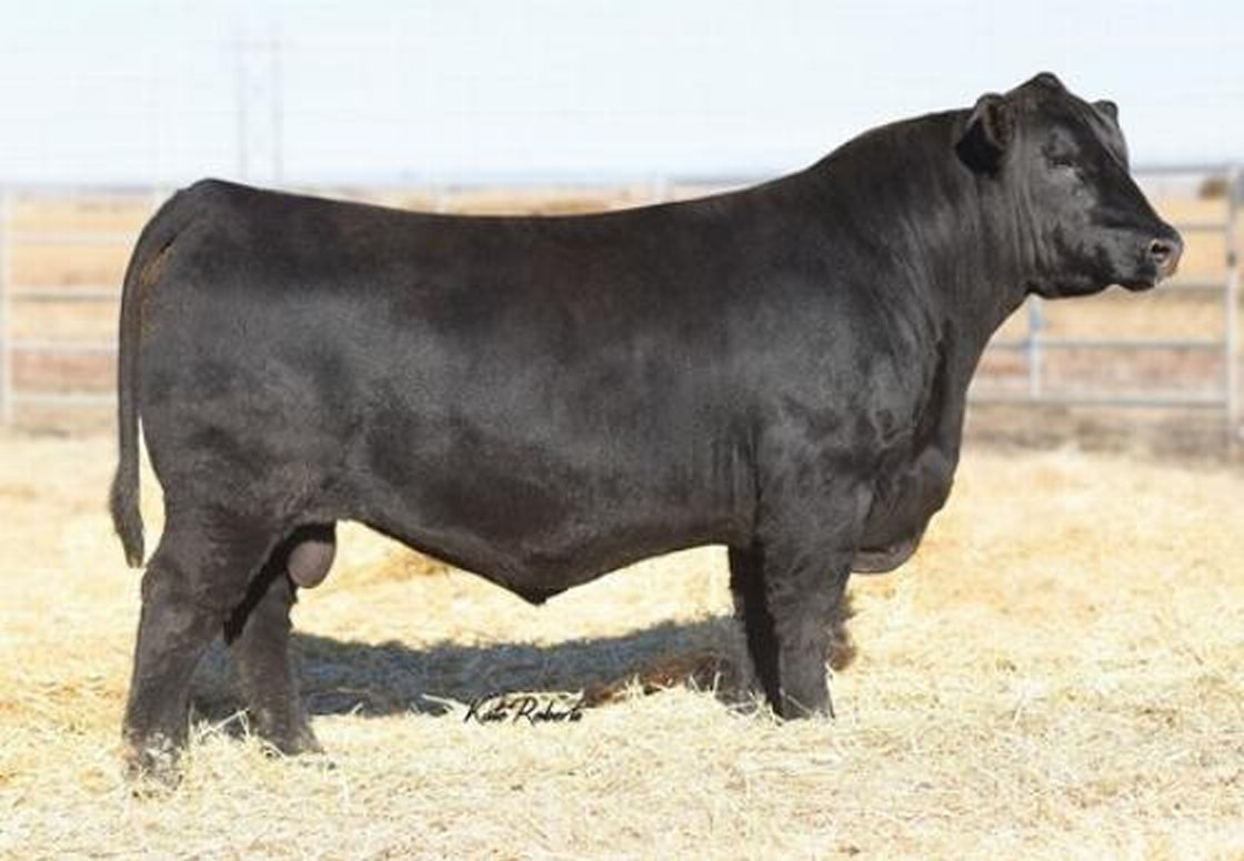 Tehama Patriarch F028 Black Angus bull