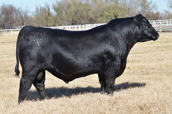 Ellingson Prolific - Angus Sire