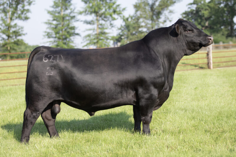 Ellingson Prolific - Angus Sire