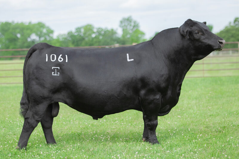 Ellingson Prolific - Angus Sire