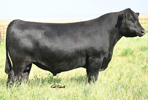 Ellingson Prolific - Angus Sire