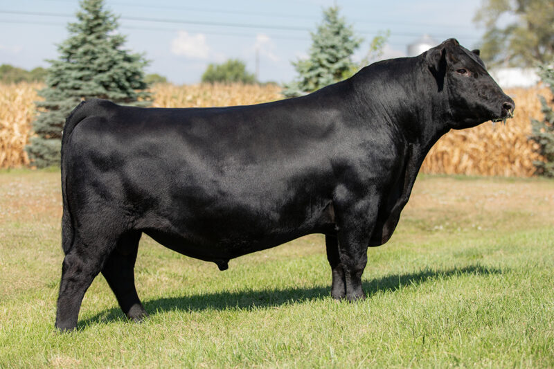 Ellingson Prolific - Angus Sire