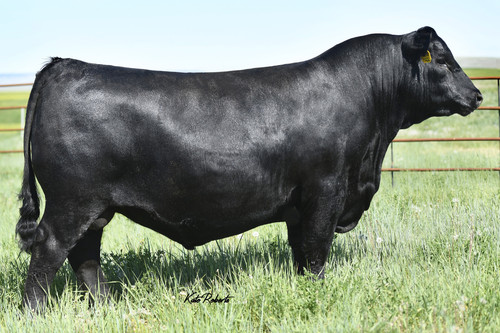 Ellingson Prolific - Angus Sire