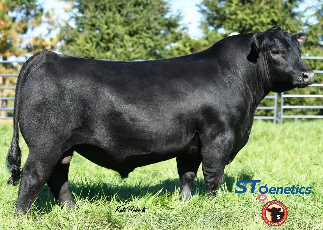 Ellingson Prolific - Angus Sire