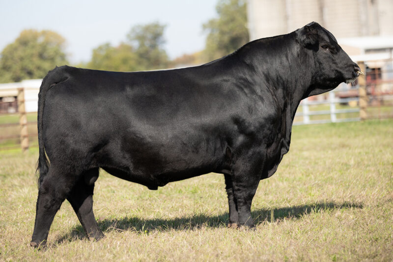 Ellingson Prolific - Angus Sire