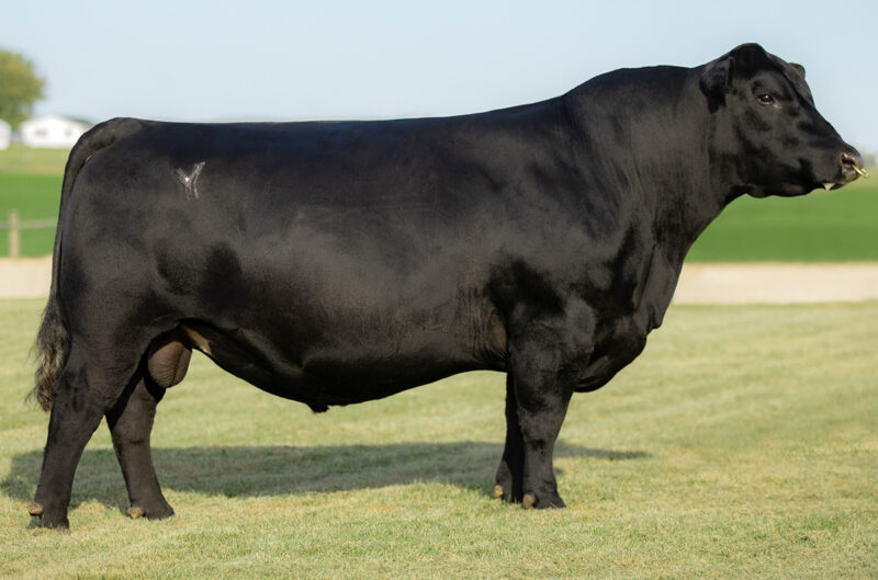 Ellingson Prolific - Angus Sire